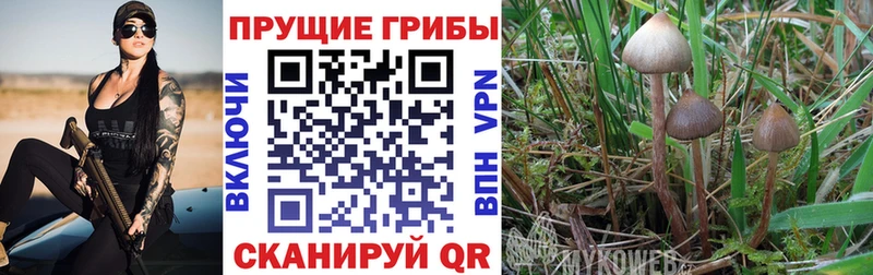 дарнет шоп  Костерёво  Псилоцибиновые грибы Psilocybe 
